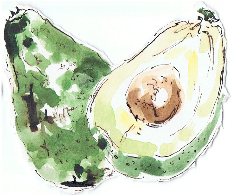 Avocado Illustration