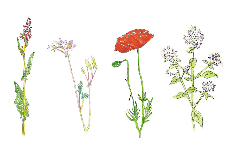 Wild Flowers Editorial Illustration