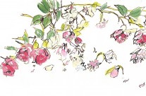Roses Advertising Illustration