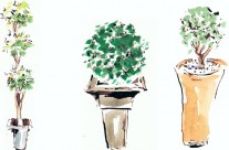 Potted plants illustrations