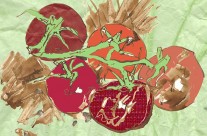 Tomatoes Editorial Illustration