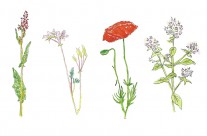 Wild Flowers Editorial Illustration